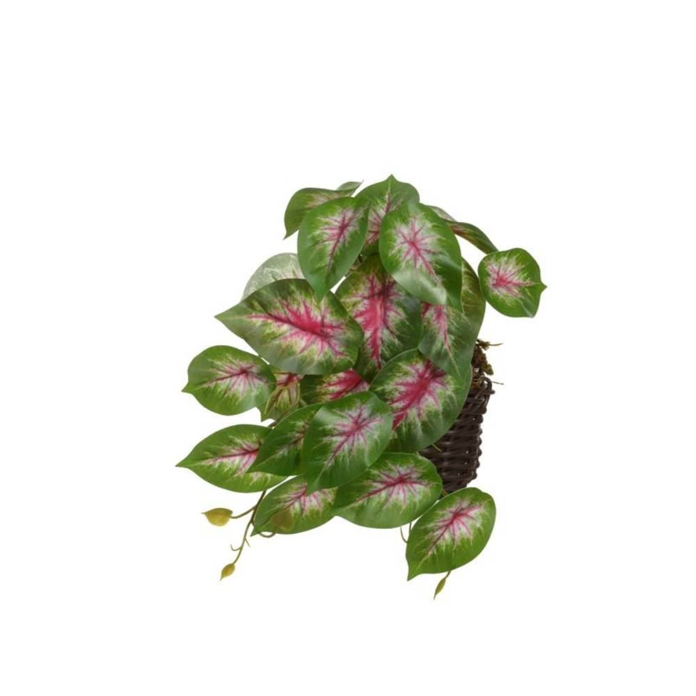Arranjo Caladium Florarte 23Cm - Sortido
