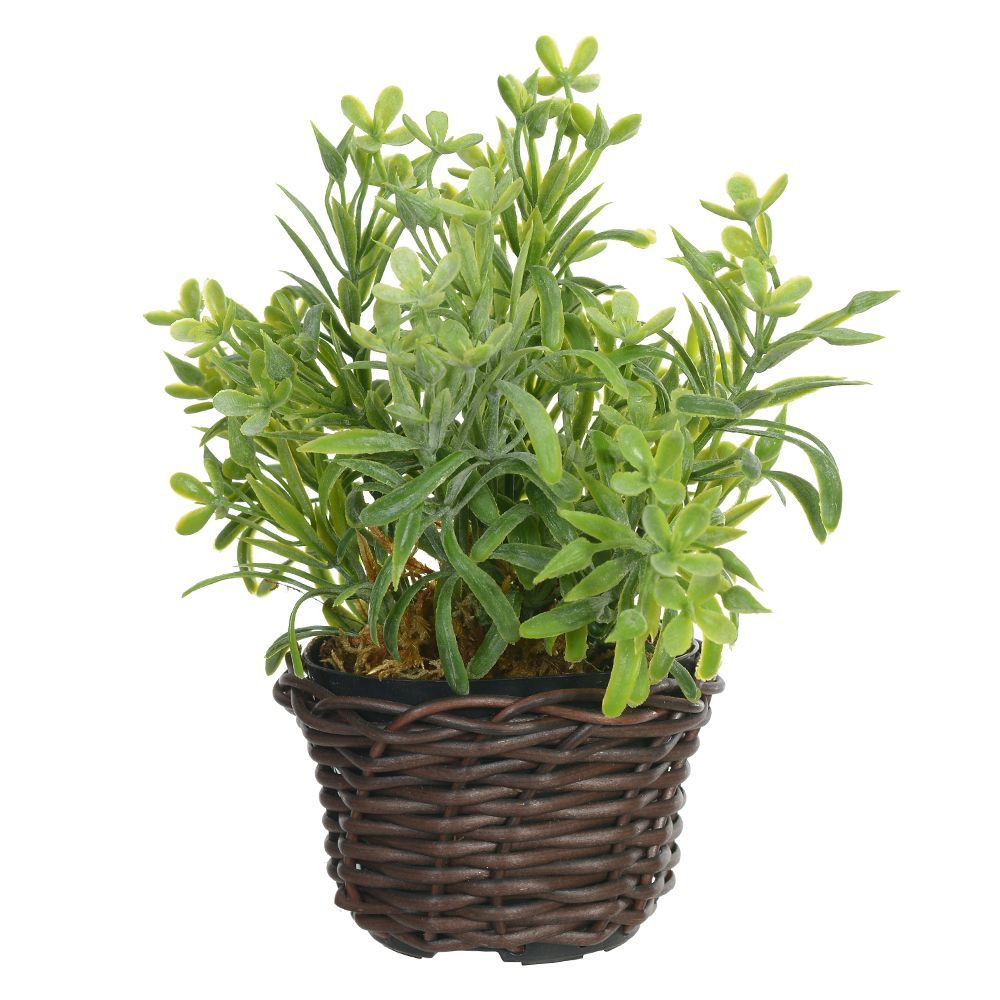 Arranjo Podocarpus Florarte 19Cm