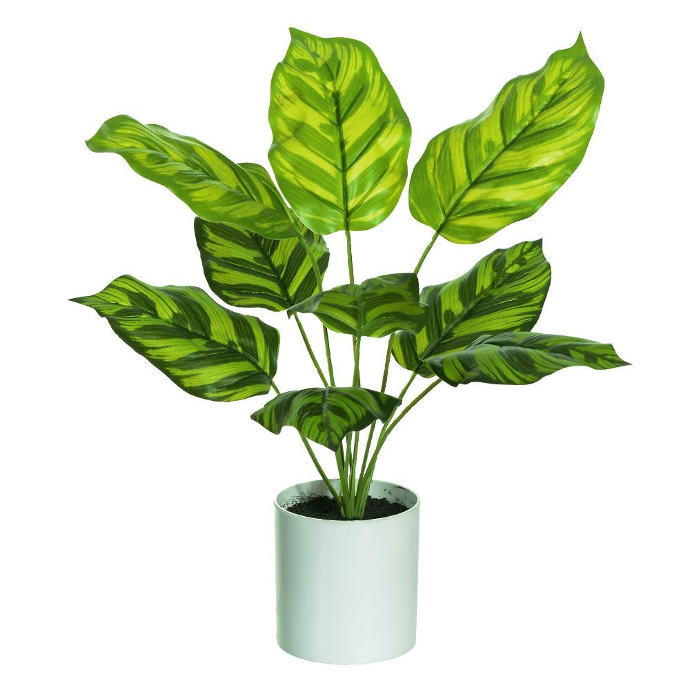 Calathea Real Toque C/Pote X9 Verde 42Cm    