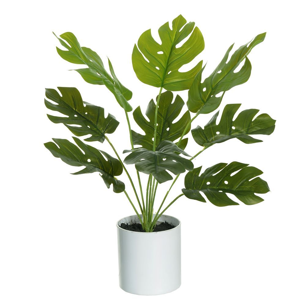 Costela De Adão Real Toque C/Pote X9 Verde 42Cm  