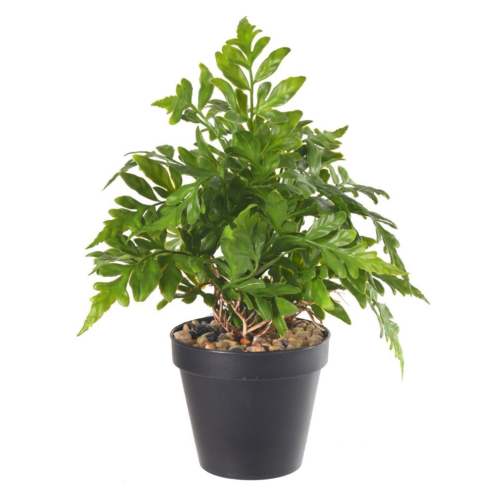 Samambaia  C/Pote Plástico X22 Verde 22Cm